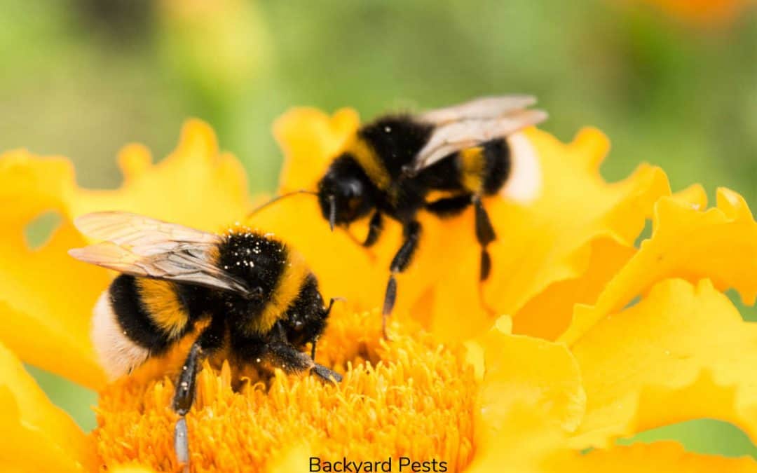 9 Reasons Why You Have Ground Bees In Your Yard