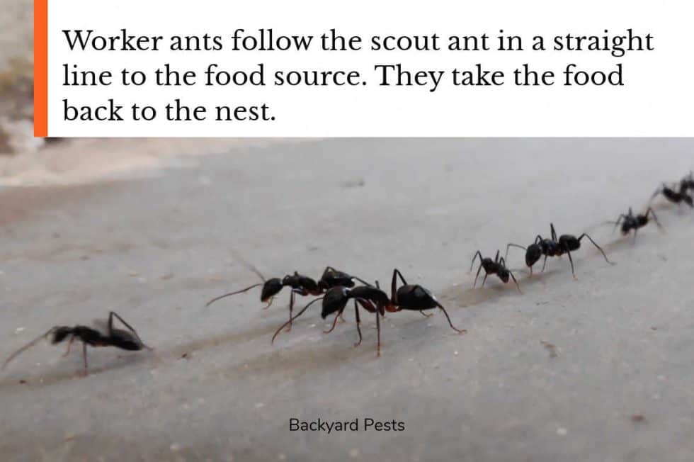 Do Ants Die in Winter? Where Ants Go And What It Means If You See Ants