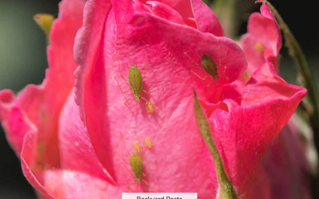 Pictures Of Aphids That Attack Roses And How To Get Rid Of Them