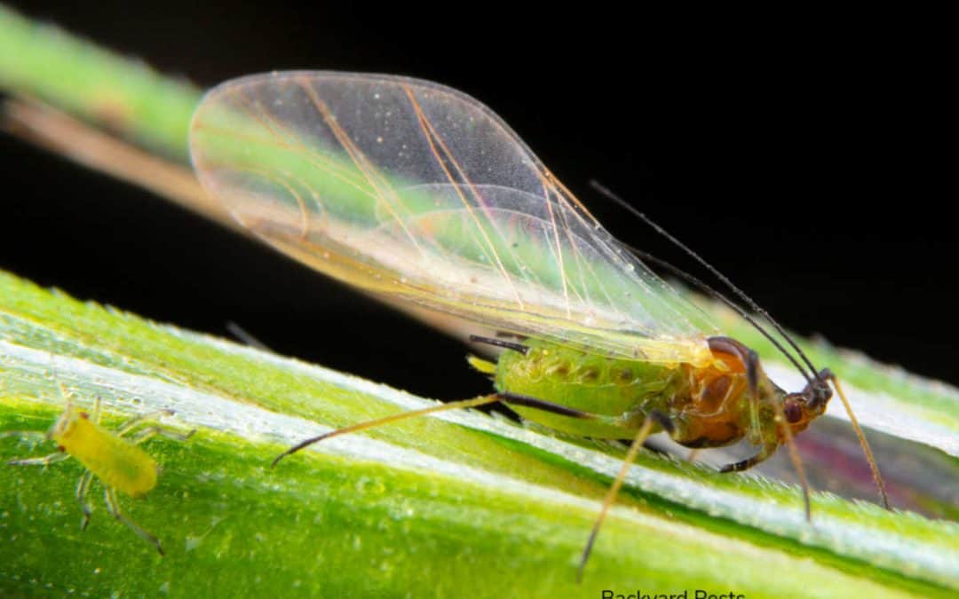 Flying Aphids: Yes, They Exist And Here’s Why…