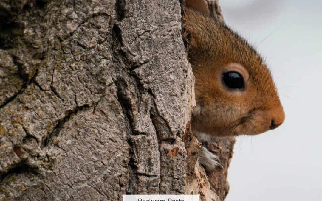 23 Easy Ways To Tell A Squirrel From A Rat (With Pictures And Videos)
