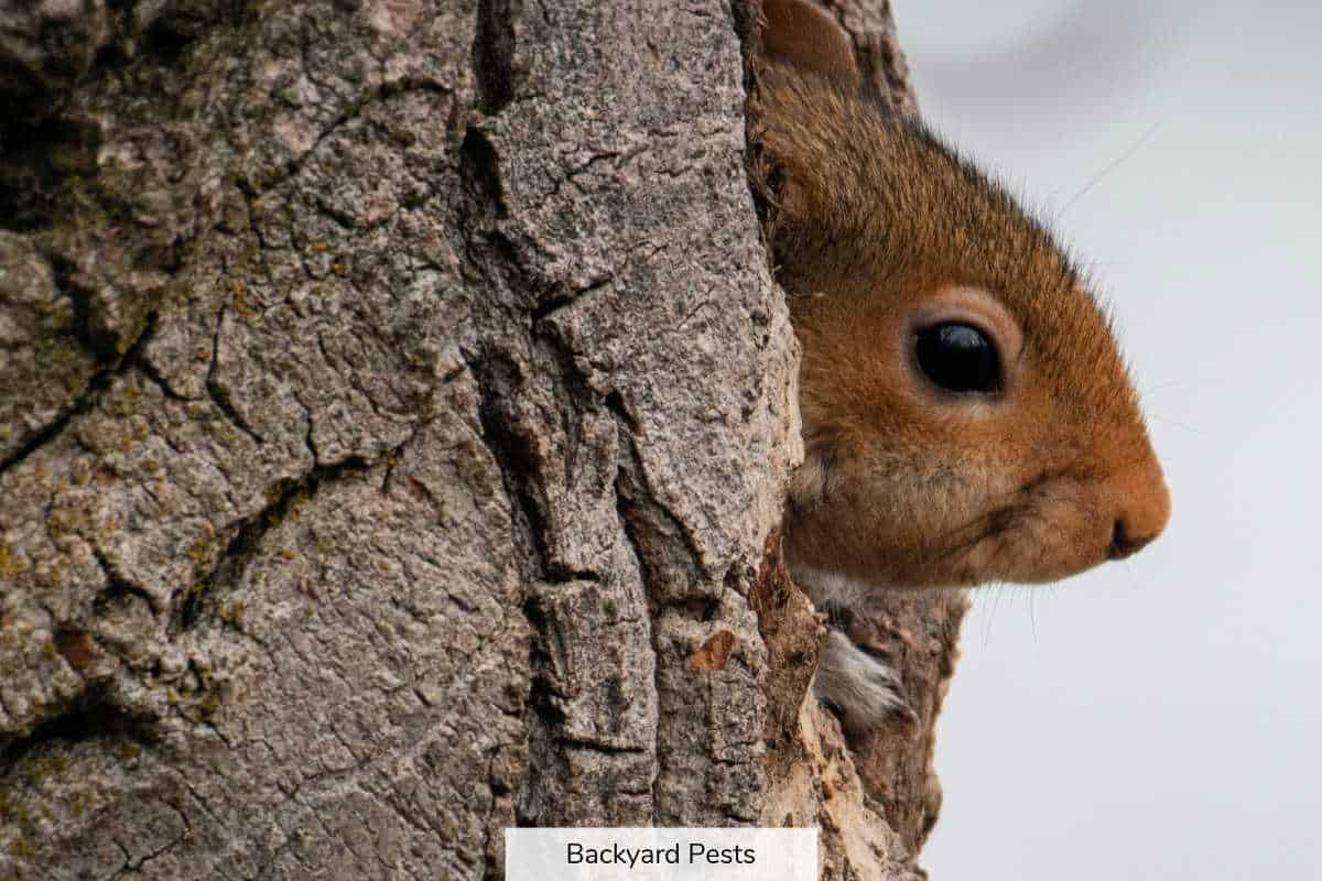 23 Easy Ways To Tell A Squirrel From A Rat (With Pictures And Videos