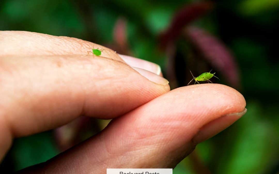 People-Biting Aphids: Can Aphids Bite Or Sting You?
