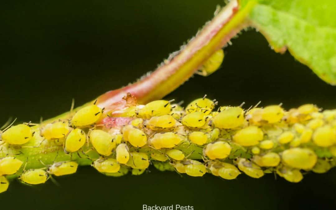 4 Ways Aphids Kill Your Plants And How To Stop Them