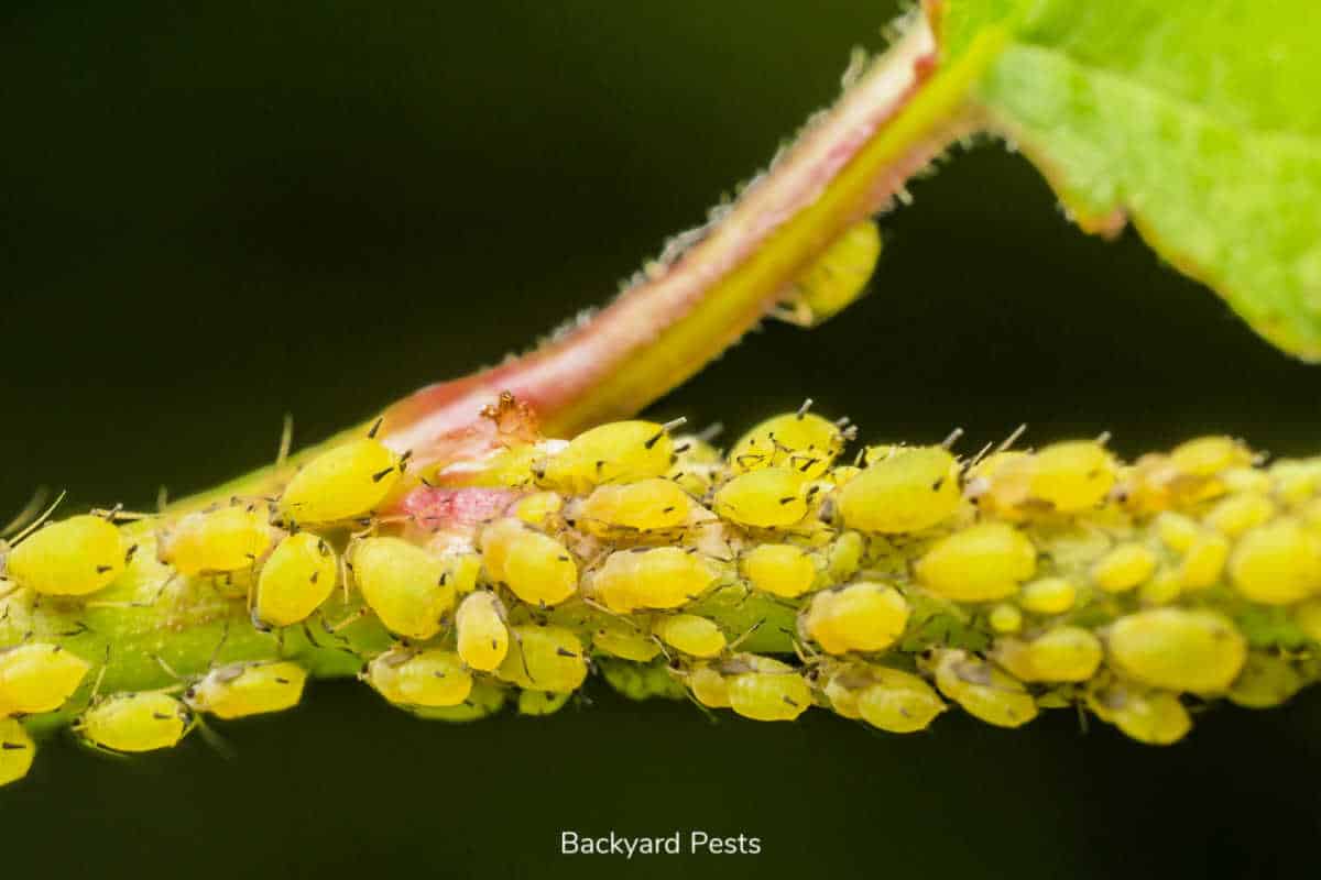 4 Ways Aphids Kill Your Plants And How To Stop Them Backyard Pests