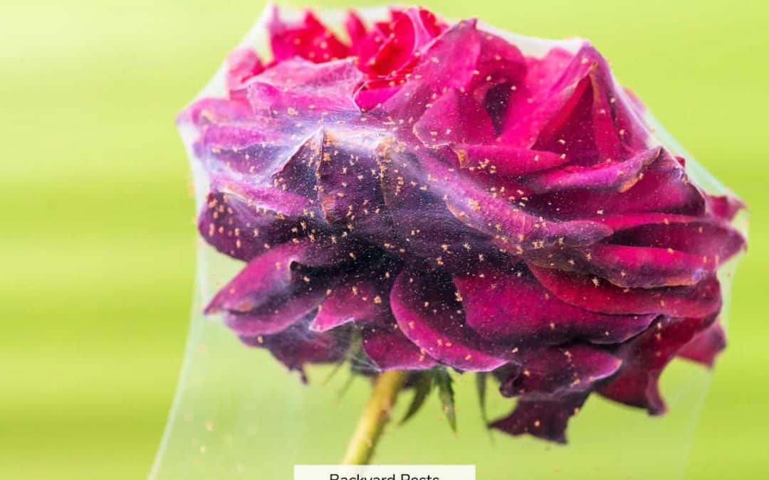 17 Ways To Tell Spider Mites From Aphids (With Pictures)