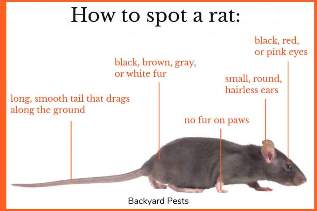 23 Easy Ways To Tell A Squirrel From A Rat With Pictures And Videos