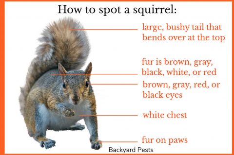 23 Easy Ways To Tell A Squirrel From A Rat (With Pictures And Videos