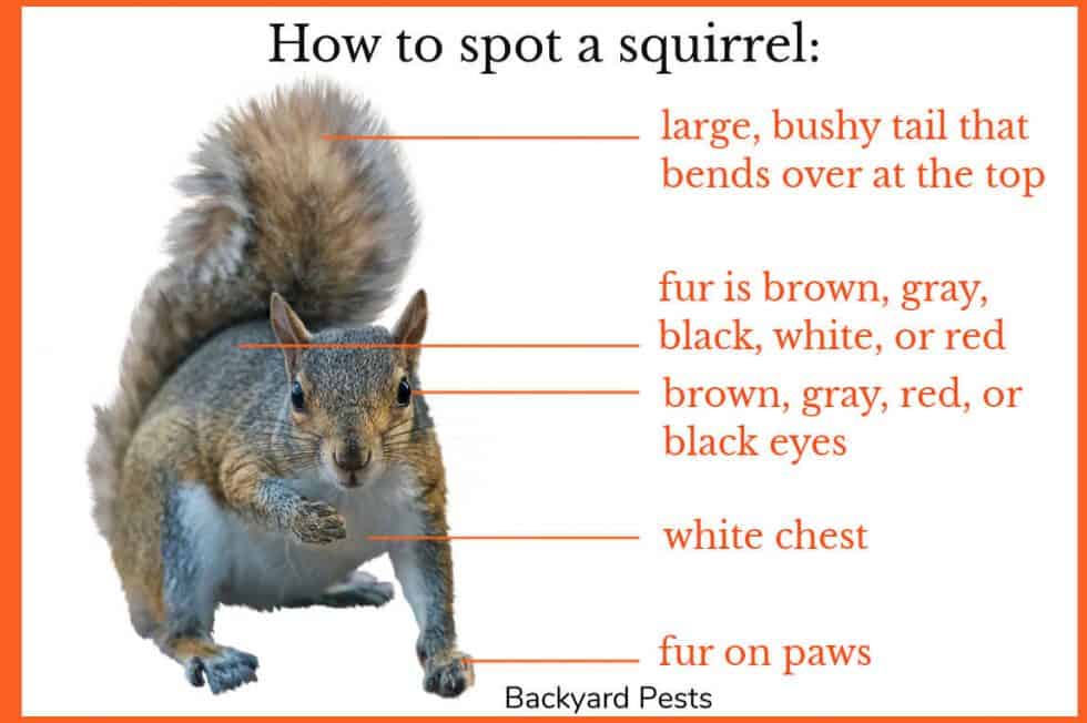 23 Easy Ways To Tell A Squirrel From A Rat (With Pictures And Videos