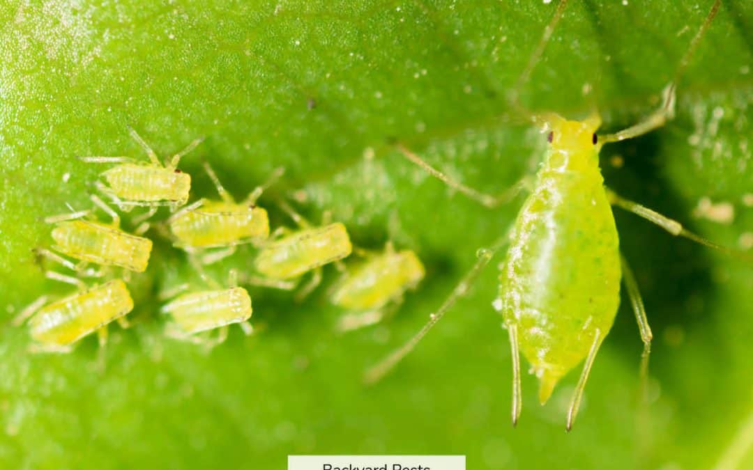 13 Ways To Identify Aphids (With Pictures)