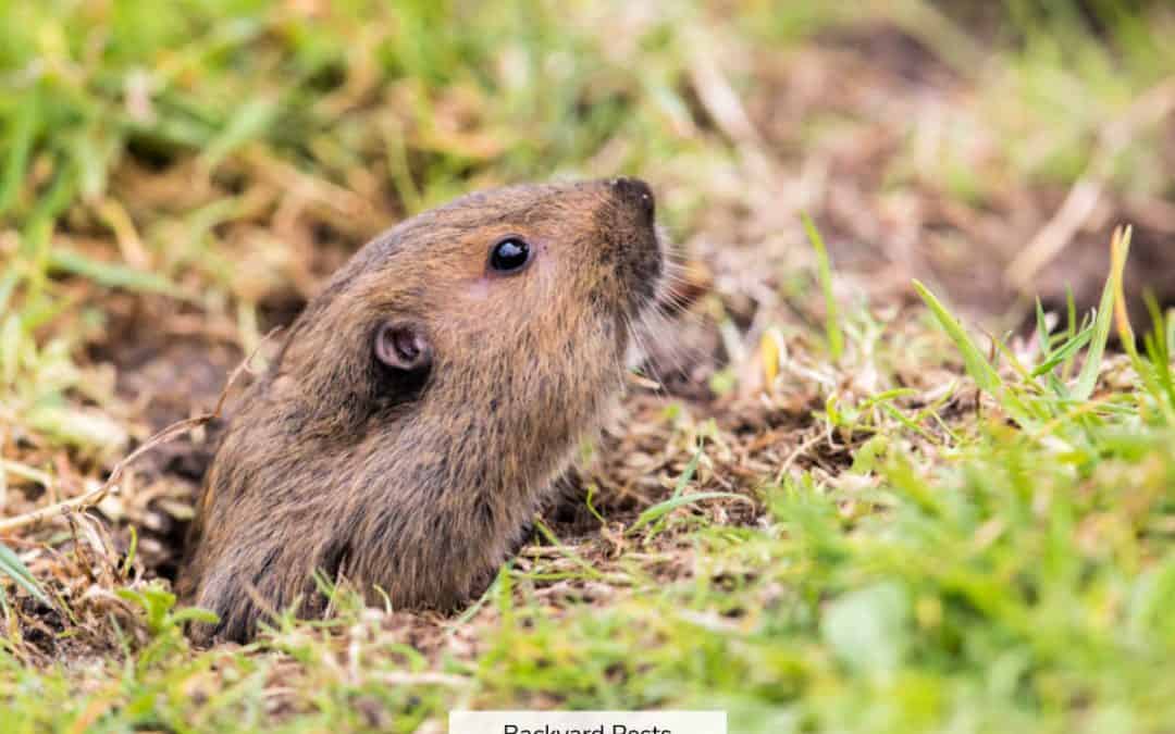 14 Animals That Eat Gophers And How To Scare Gophers Away