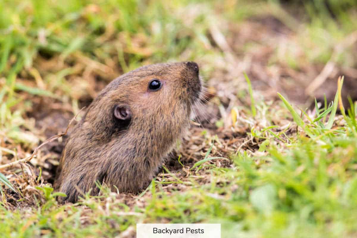 14 Animals That Eat Gophers And How To Scare Gophers Away Backyard Pests