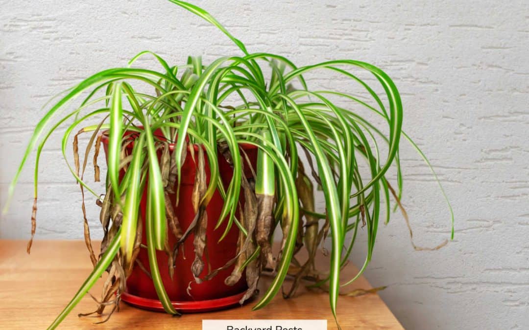 5 Ways Aphids Get To Indoor Plants In Your Home And Greenhouse