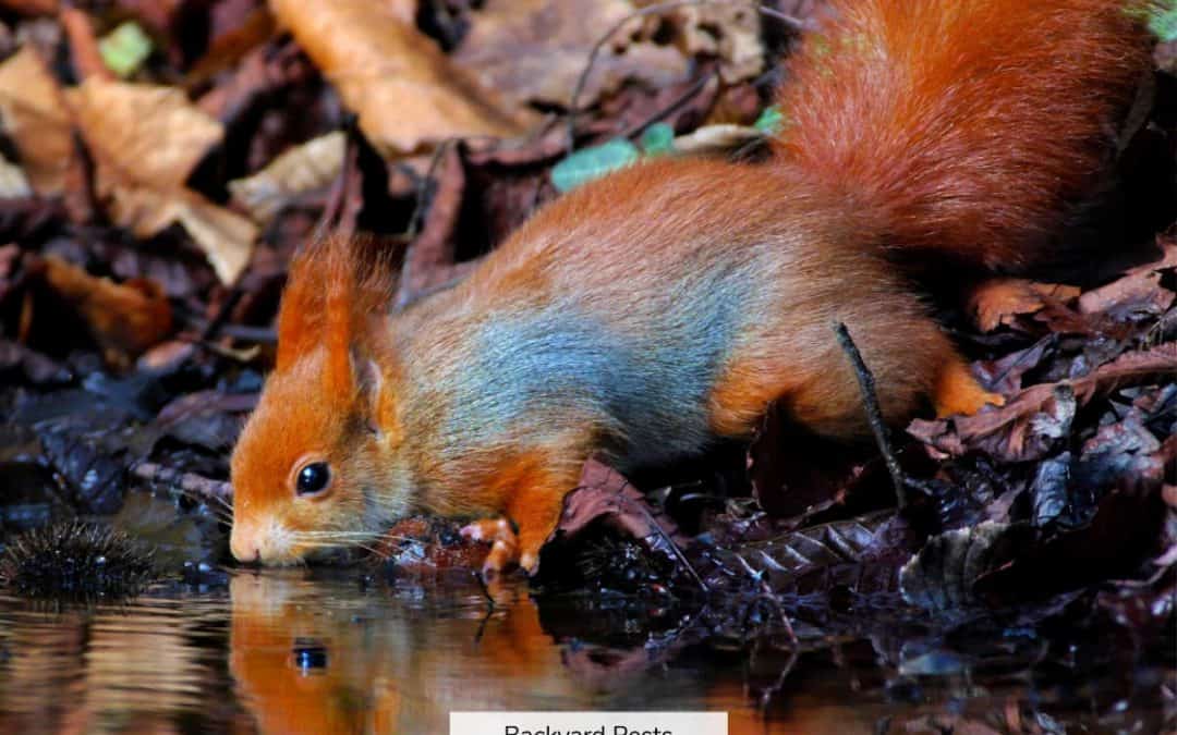 Do Squirrels Need Your Water? What Squirrels Drink And Where They Get It