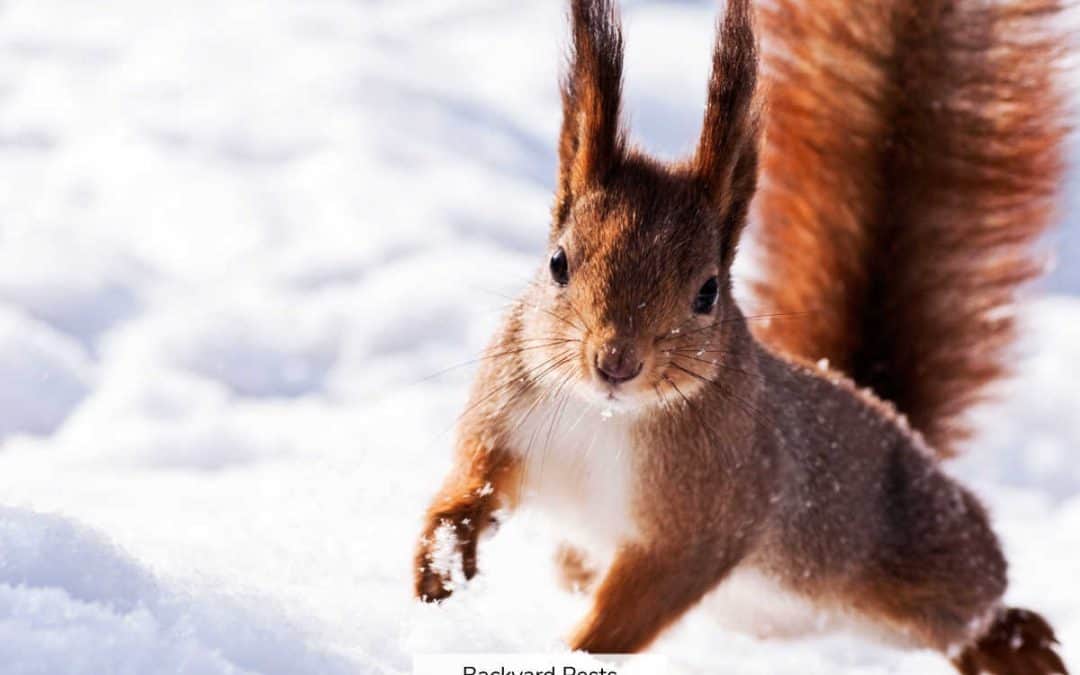 What Squirrels Do In Winter And How They Survive Cold Weather