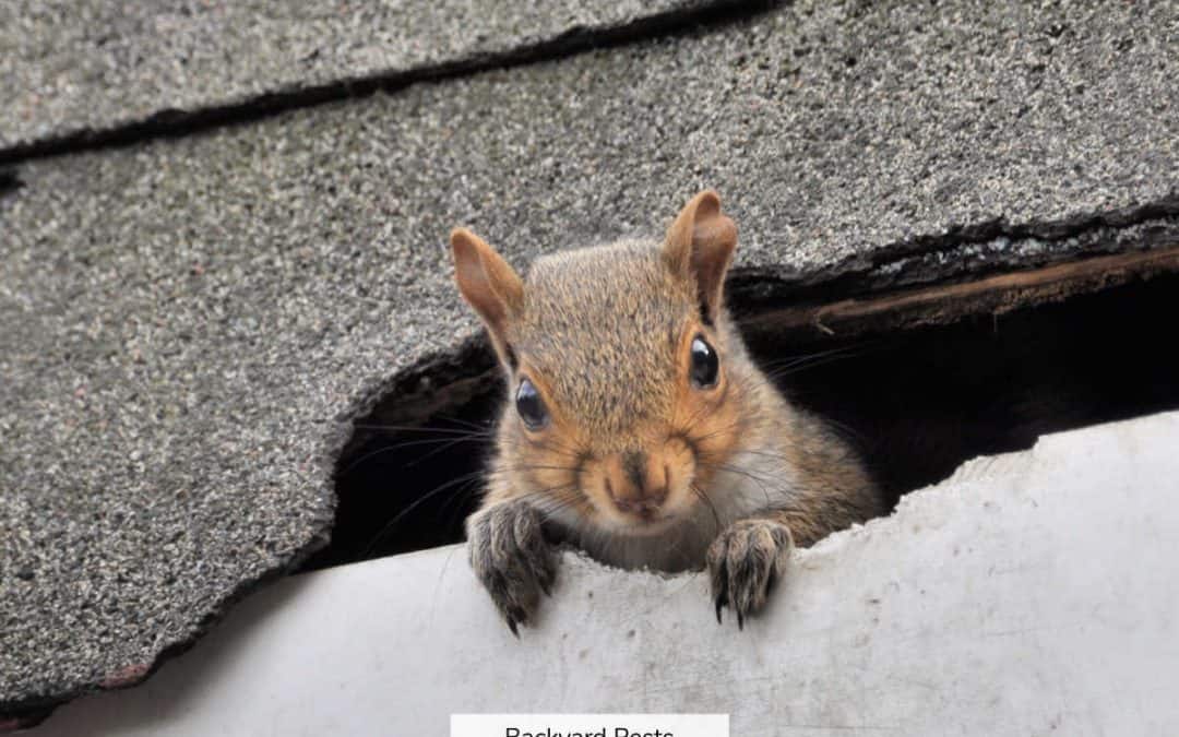 How Squirrels Get On And Into Your Roof (And What To Do About It)