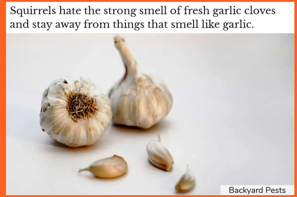 12 Smells Squirrels Hate And How To Use Smells To Repel Squirrels