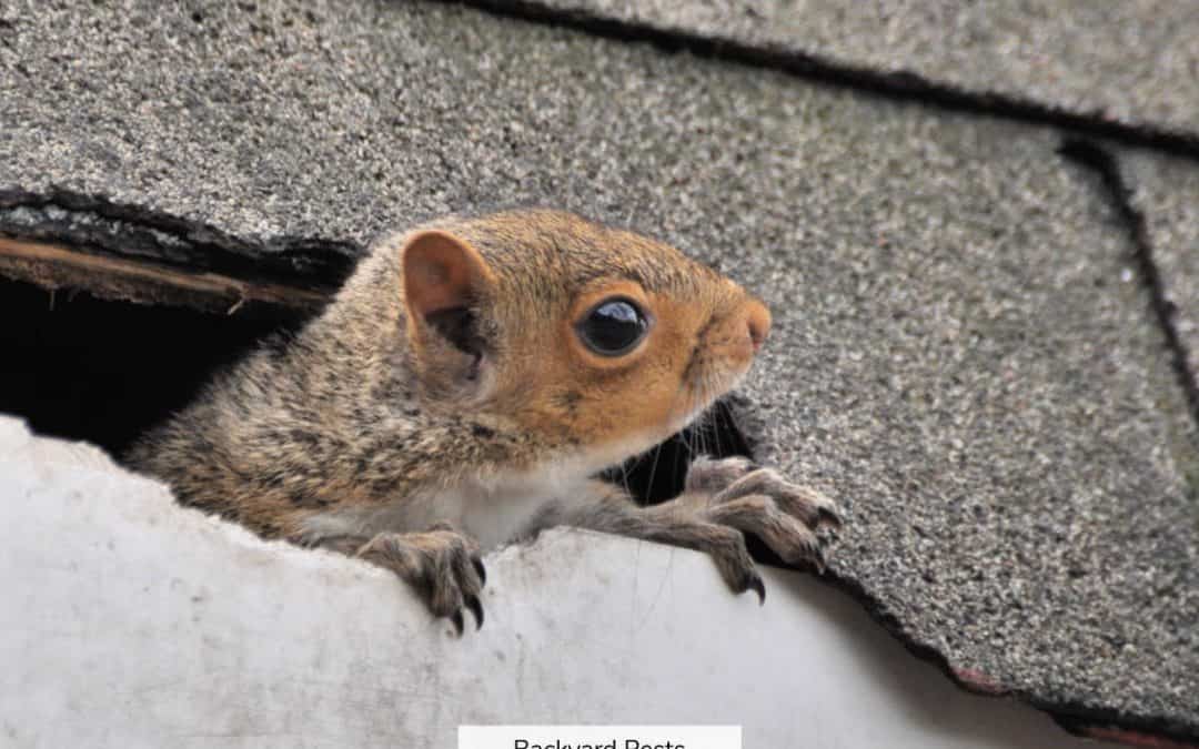 9 Easy Ways To Tell If You Have Squirrels In Your House (With Pictures And Videos)