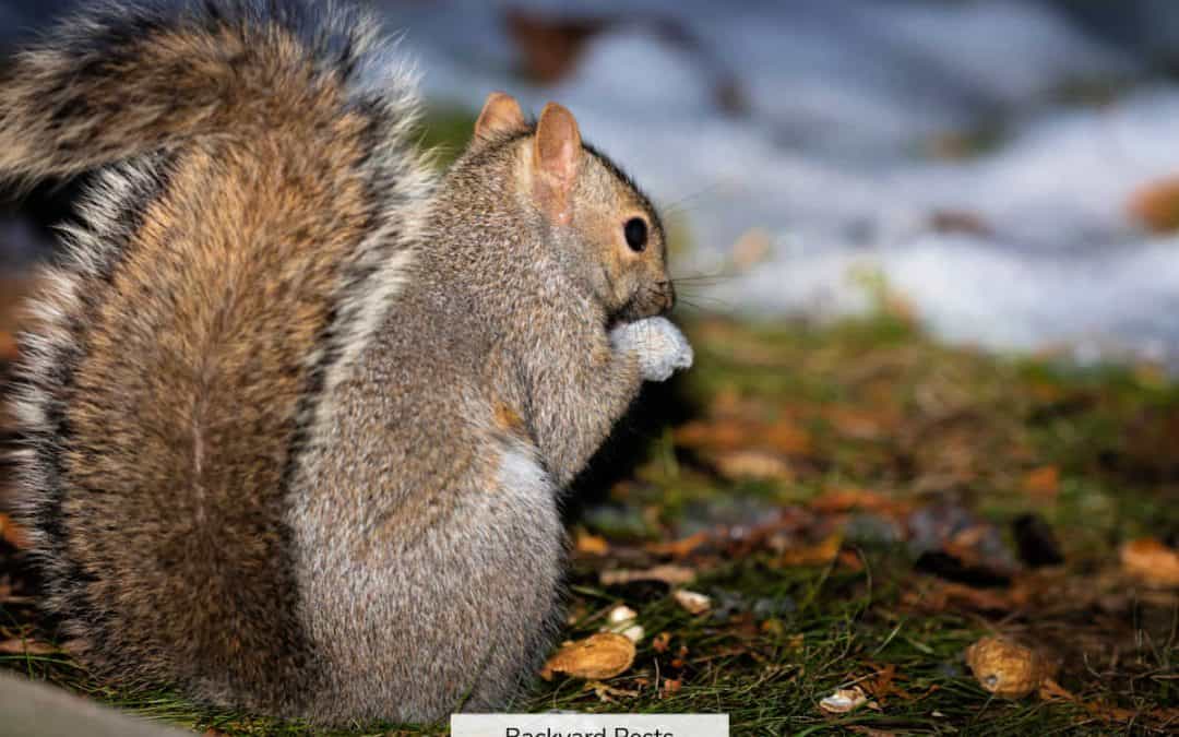 Why Squirrels Come Out At Night (And Which Ones To Look For)