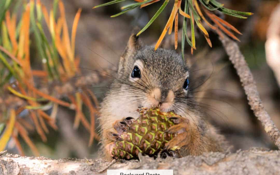 Why Squirrels Can’t Stay Away From Pine Cones (And What To Do About It)