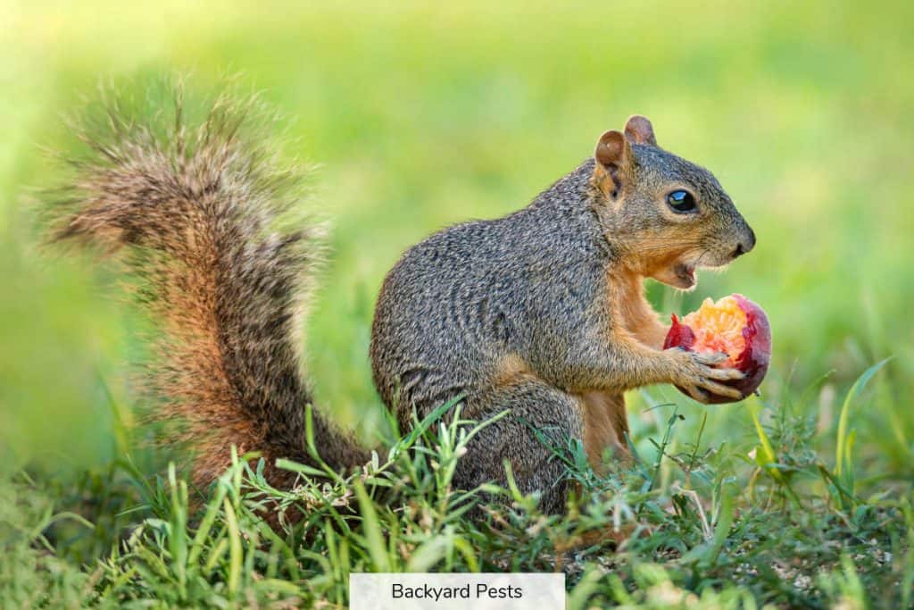 Complete List Of Foods Squirrels Eat That Are Good For Them And Why