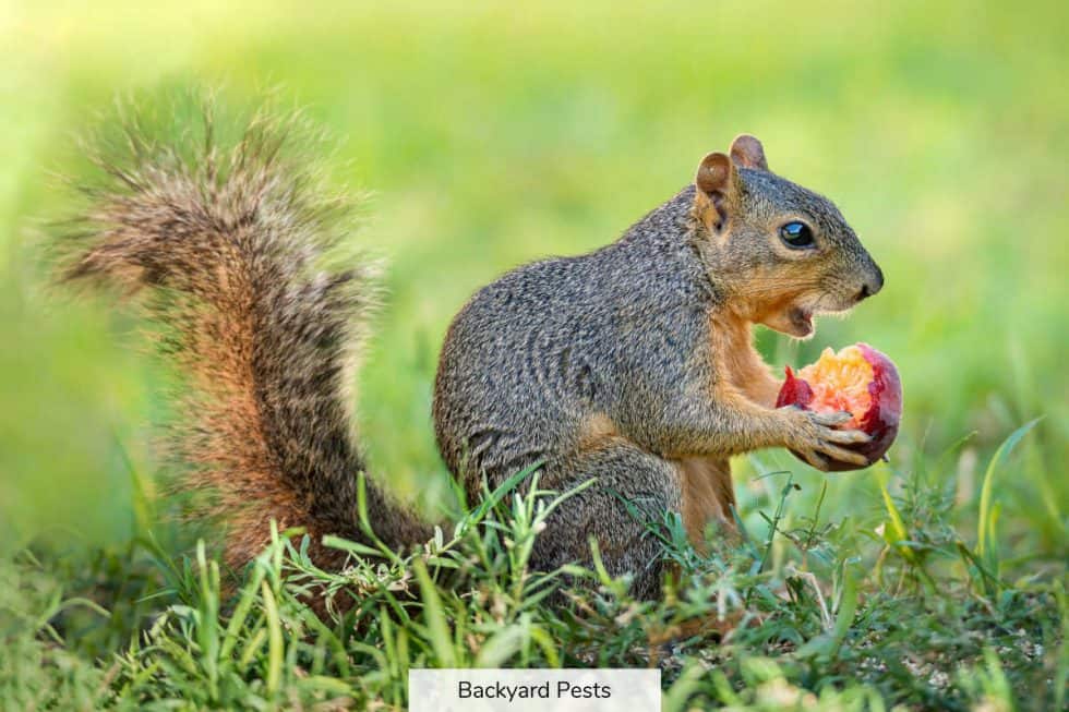Complete List of Foods Squirrels Eat That Are Good For Them (And Why