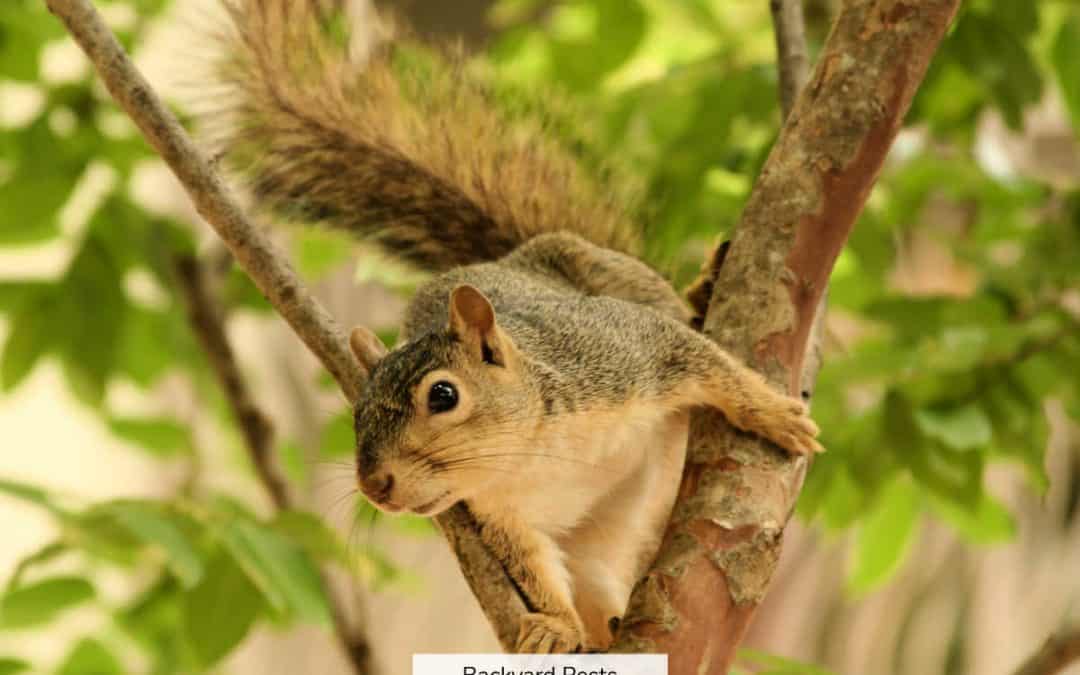 5 Reasons Why A Squirrel Stares At You – With Pictures Of Staring Squirrels