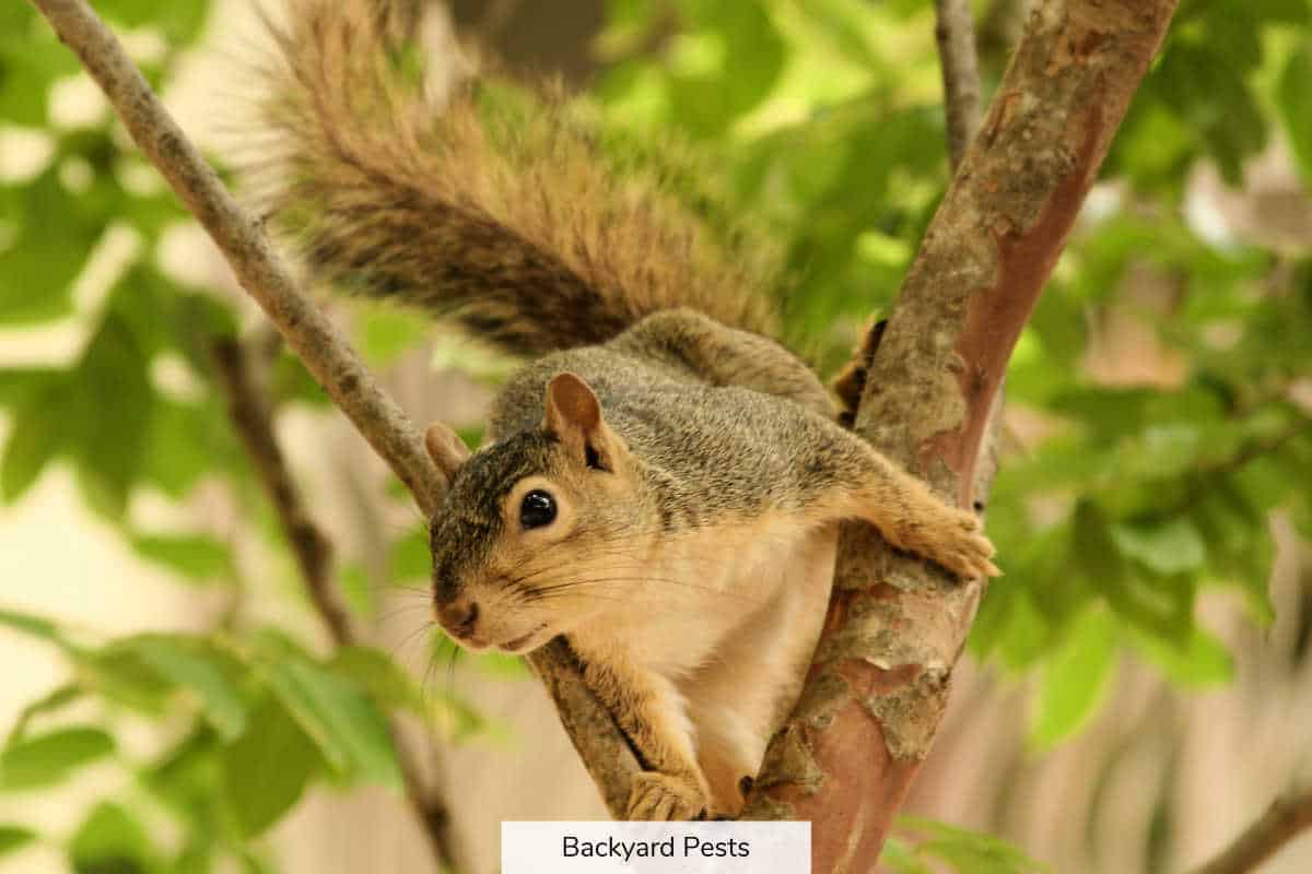 What Smells Do Squirrels Hate