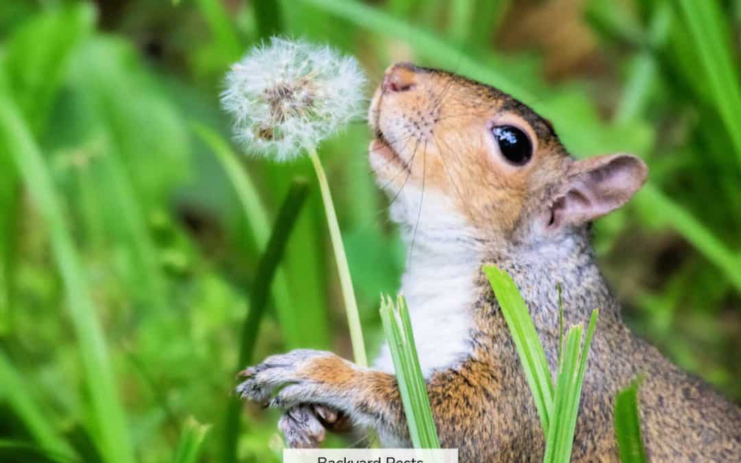 12 Smells Squirrels Hate And How To Use Smells To Repel Squirrels