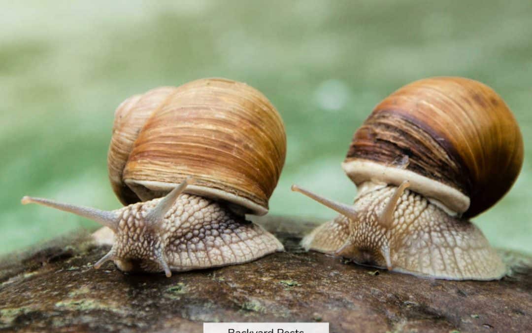 Do Snails Hibernate Or Die When It’s Cold? How They’ve Survived 500 Million Winters