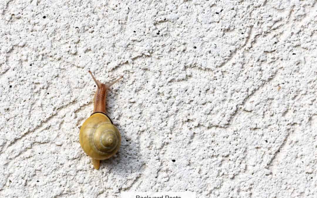 9 Reasons Why Snails Climb Up Your House – And How To Stop Them In Their Slimy Tracks