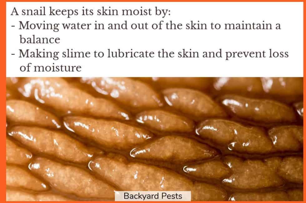 11 Reasons Why Snails Have Slime Backyard Pests