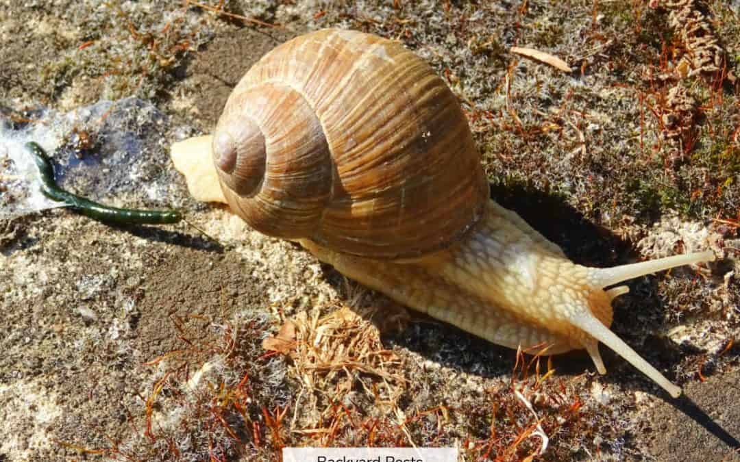 How Snails Poop: A Story Of Flipped Shells And Breathing Holes