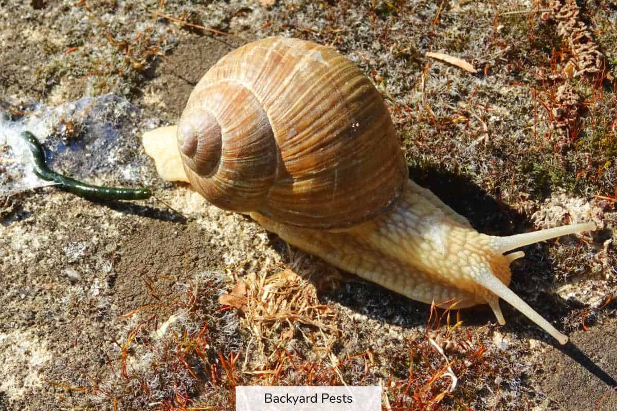 How Snails Poop A Story Of Flipped Shells And Breathing Holes