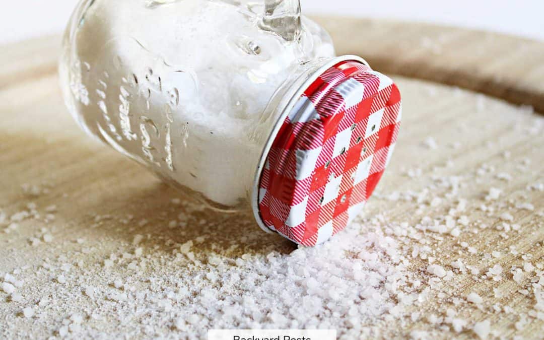 Salt & Snails = Death: How Salt Kills Snails