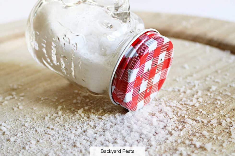 Salt & Snails = Death How Salt Kills Snails Backyard Pests