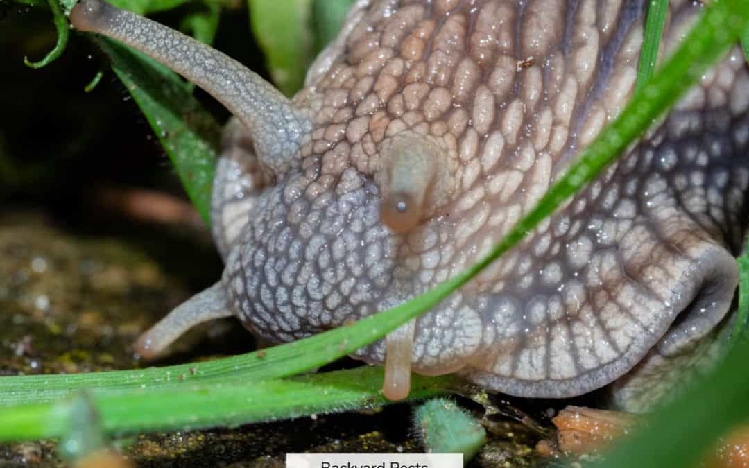 8 Ways To Tell The Difference Between Slugs And Snails (With Pictures)