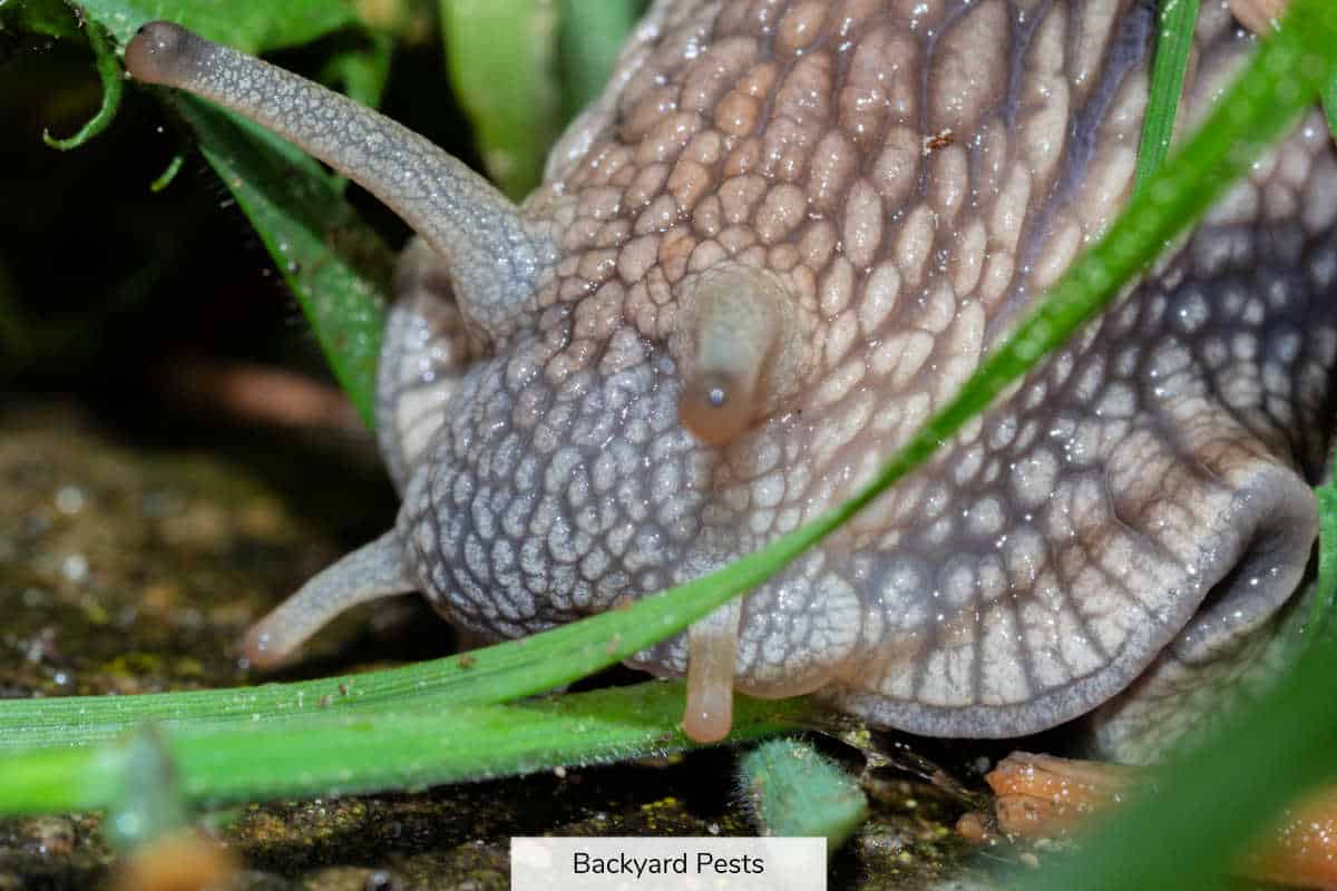 8 Ways To Tell The Difference Between Slugs And Snails (With Pictures