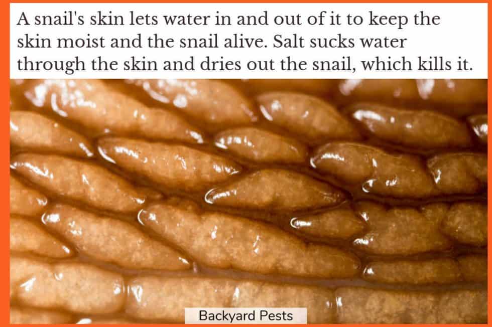 Salt & Snails = Death How Salt Kills Snails Backyard Pests