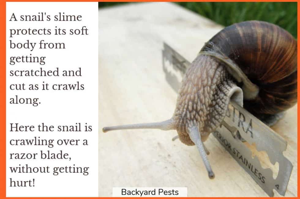 11 Reasons Why Snails Have Slime Backyard Pests