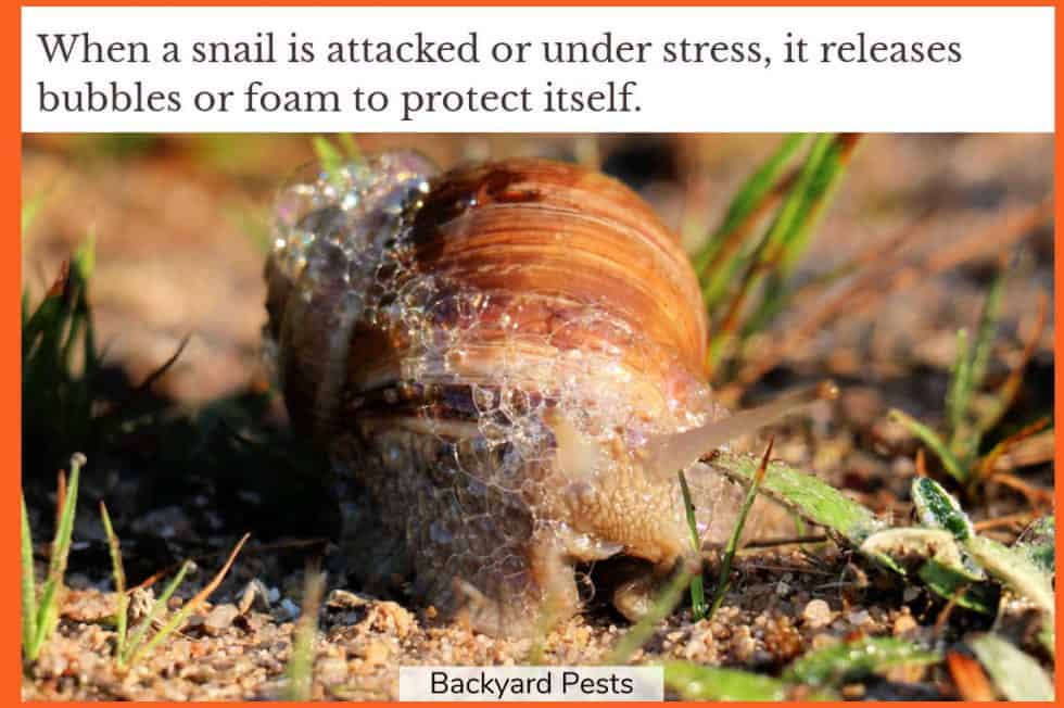 11 Reasons Why Snails Have Slime Backyard Pests