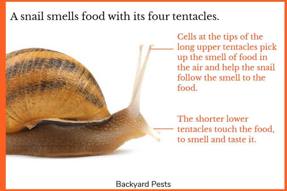 How Snails Eat Food With 1000s Of Teeth (With Pictures & Videos