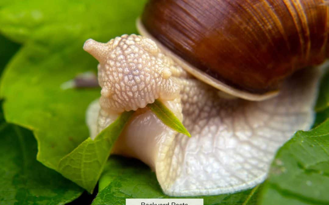 13 Things Snails Eat In Your Yard