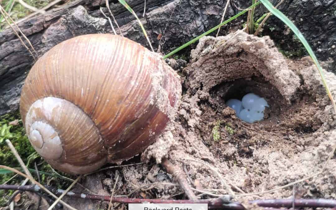 What Snail Eggs Look Like & What To Do With Them