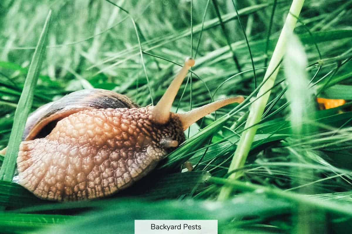 3 Reasons Why You Have Snails In Your Grass And How To Get Rid Of
