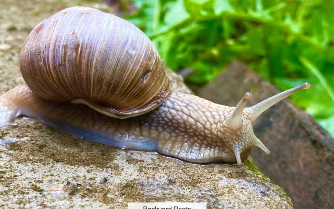 What Do Slug And Snail Tentacles Do? Way More Than You Think!