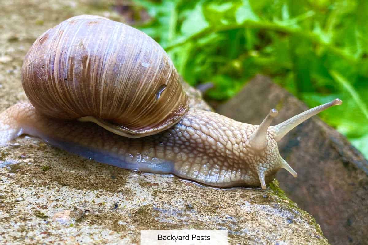 What Do Slug And Snail Tentacles Do? Way More Than You Think