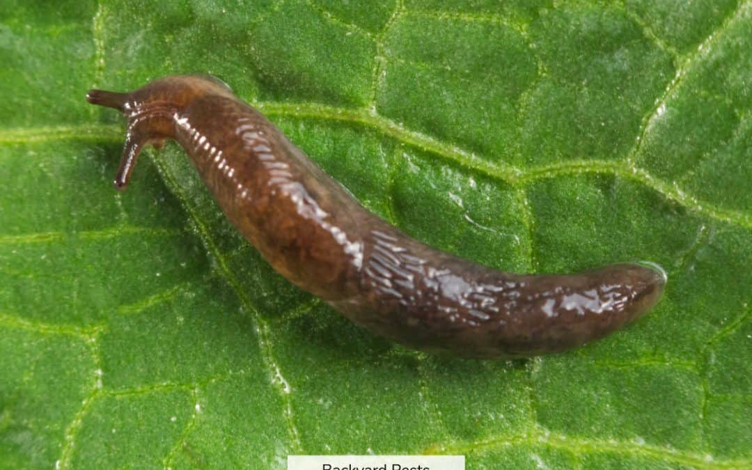 The Truth Why Snails Have Shells And Slugs Don’t: Are Slugs Snails Without Shells?