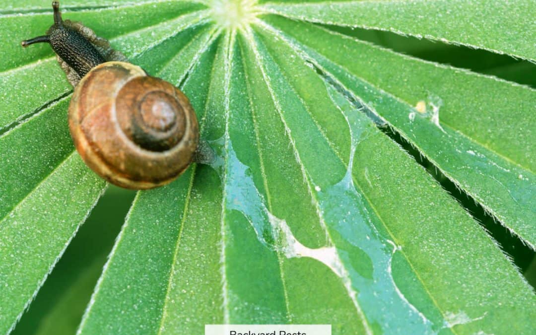 11 Reasons Why Snails Have Slime