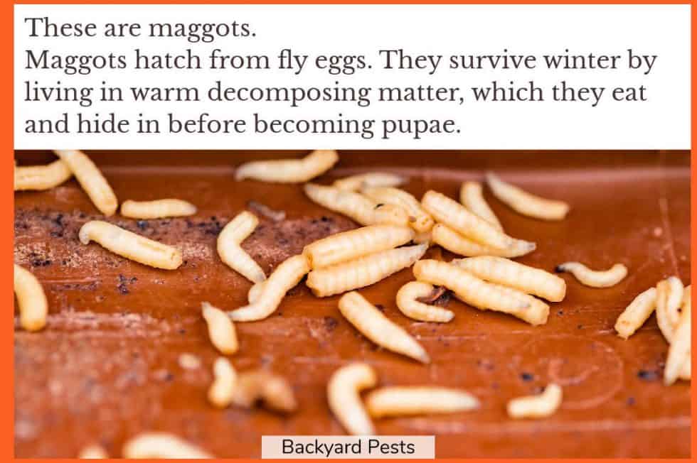 Where Flies Go In Winter: Do They Hibernate Or Die? - Backyard Pests
